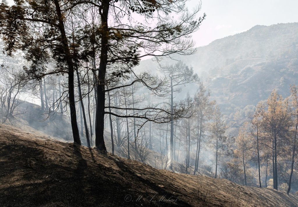 Υπό πλήρη έλεγχο η φωτιά στον Άγιο Μάμα – Συμμετείχαν πάνω από 200 πυροσβέστες
