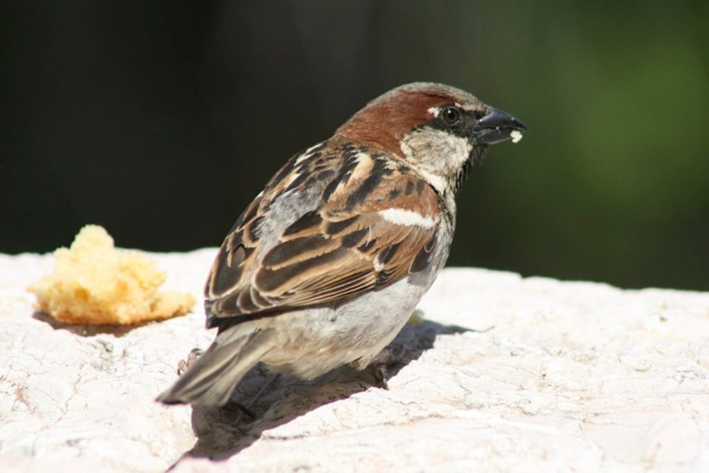 Επιπτώσεις στη μετανάστευση πουλιών λόγω καιρικών φαινομένων