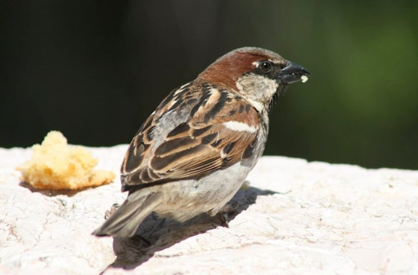  Επιπτώσεις στη μετανάστευση πουλιών λόγω καιρικών φαινομένων