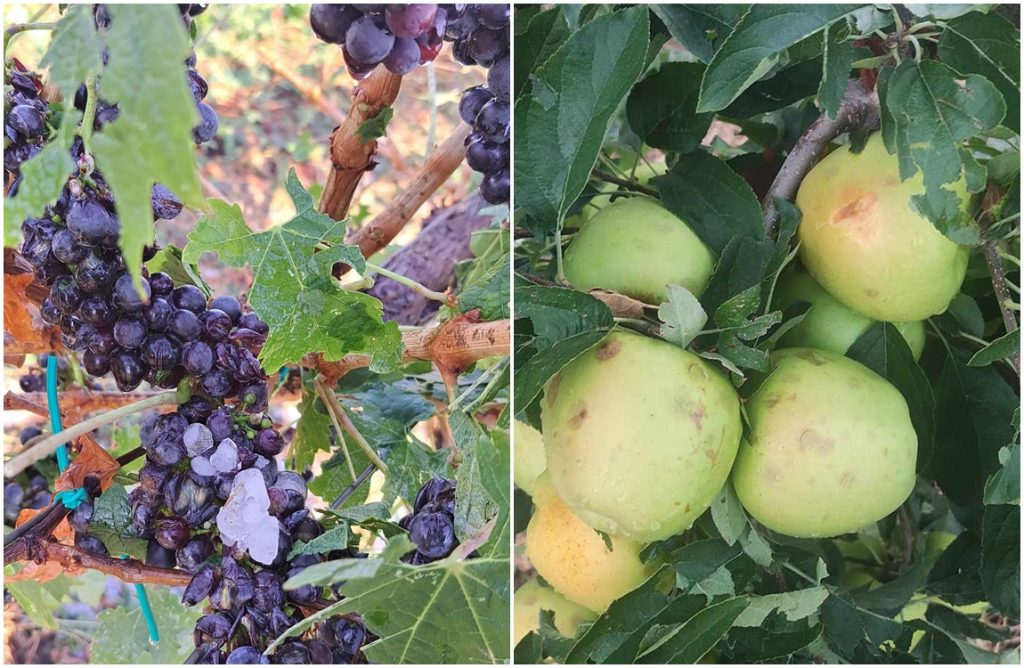 «Δύσκολες στιγμές» – Επαγγελματίες γεωργοί για το δυνατό χαλάζι που χτύπησε τις καλλιέργειές τους