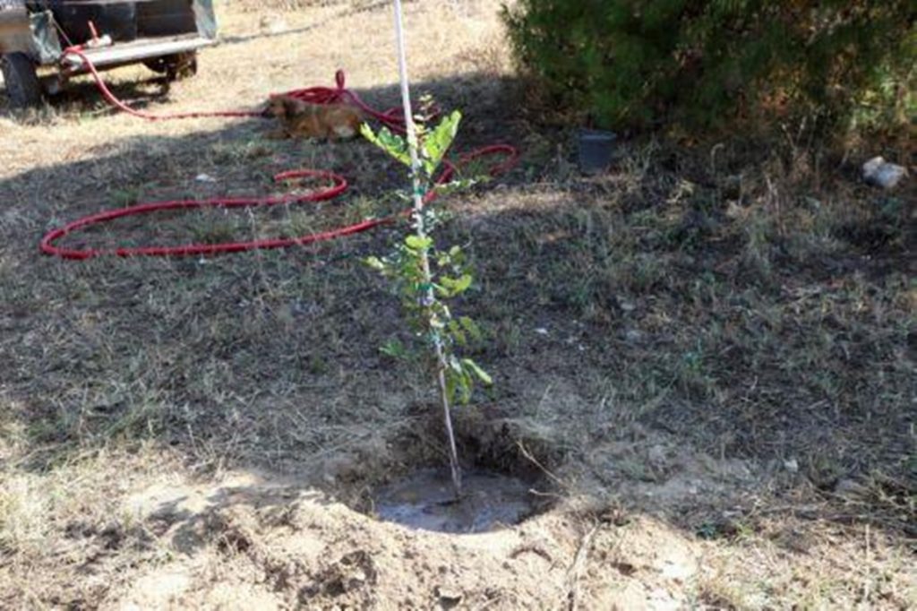 Δωρεάν δενδρύλλια από Τμήμα Δασών για αντιμετώπιση κλιματικής αλλαγής