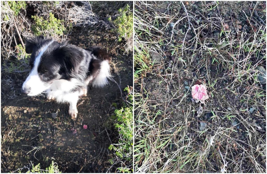 Προσοχή! Εντοπίστηκαν δηλητηριασμένα δολώματα στην περιοχή Πελενδριού (ΦΩΤΟΣ)