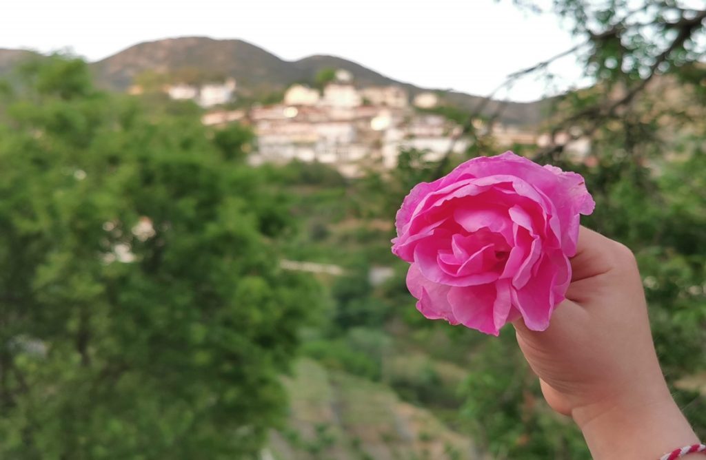 Ανακοινώθηκε το πρόγραμμα της 16ης Γιορτής Τριανταφύλλου στον Αγρό