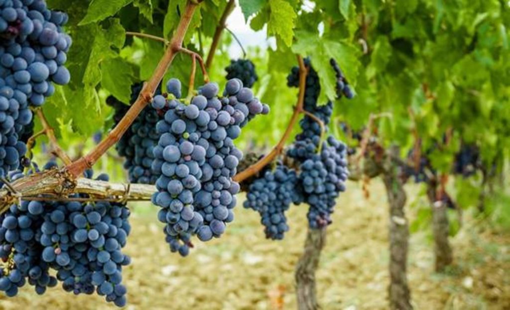 H ανακοίνωση του Υπ. Γεωργίας για τις ζημιές σε Οινοποιήσιμα Αμπέλια της Πιτσιλιάς