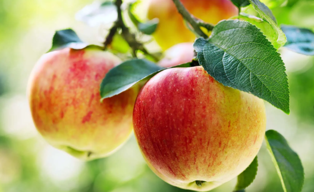 Σημειώστε την ημερομηνία για το 20ο Φεστιβάλ Μήλου της Κυπερούντας!