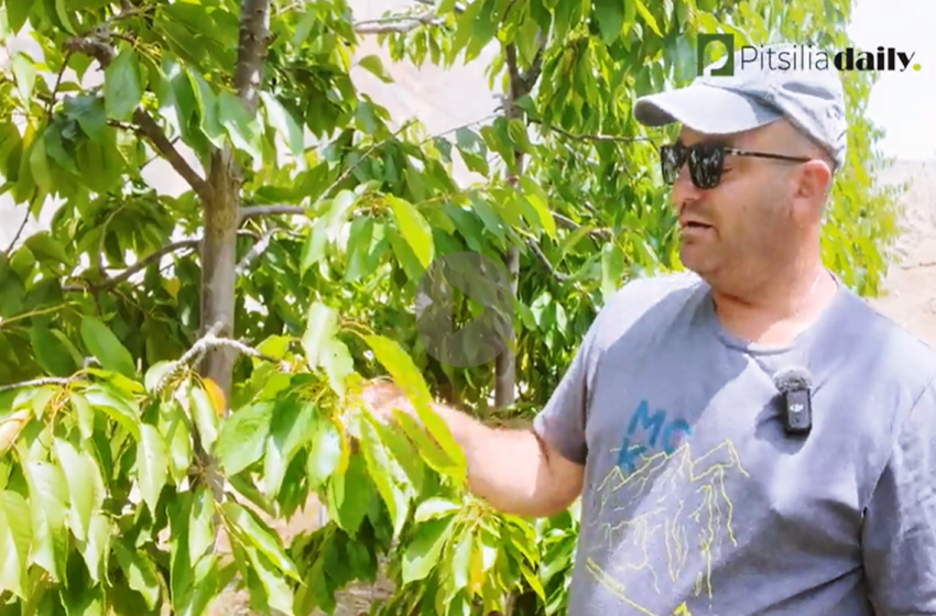  5ο επεισόδιο «Τα ΤIPS του γεωργού»: Καλοκαιρινό κλάδεμα