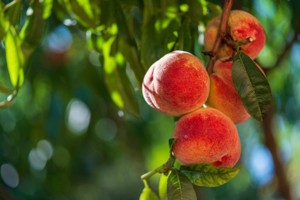 Ετοιμαστείτε για ένα ακόμη Φεστιβάλ Ροδακίνου στον Κάτω Μύλο αυτό το Σάββατο!