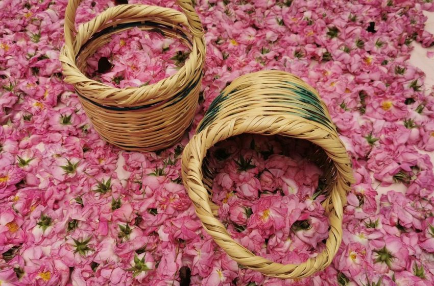  Ο Αγρός ανακοίνωσε τις ημερομηνίες για την 18η Γιορτή Τριανταφύλλου!